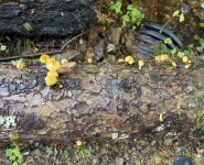 IMG_0169.jpeg IMG_0169.jpeg