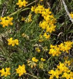 IMG_1193.jpeg